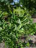 Colletia paradoxa, Colletia cruciata