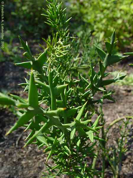 Colletia paradoxa