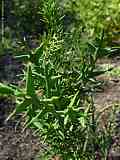 Colletia paradoxa, Colletia cruciata