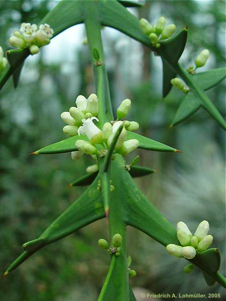 Colletia paradoxa