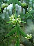 Colletia paradoxa, Colletia cruciata