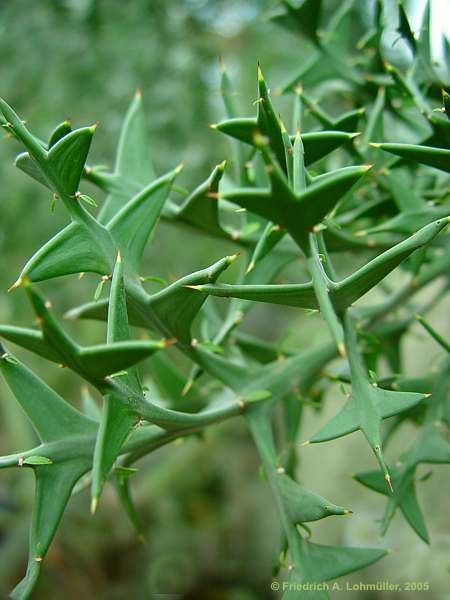 Colletia paradoxa