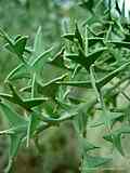 Colletia paradoxa, Colletia cruciata