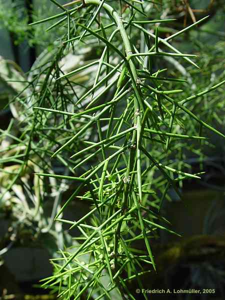 Colletia spinosa