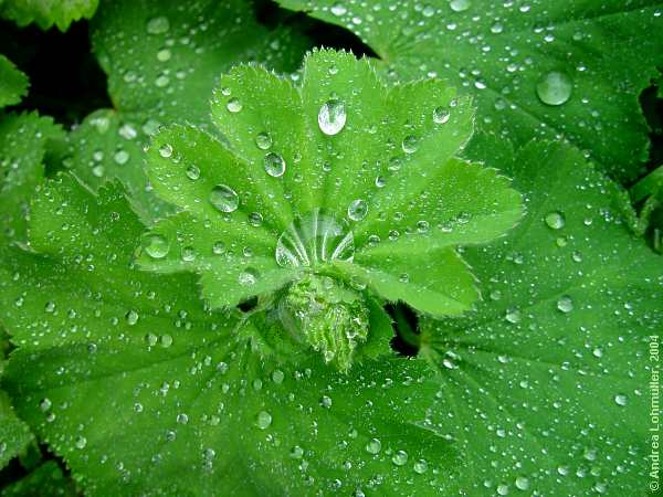 Alchemilla vulgaris