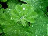Alchemilla vulgaris