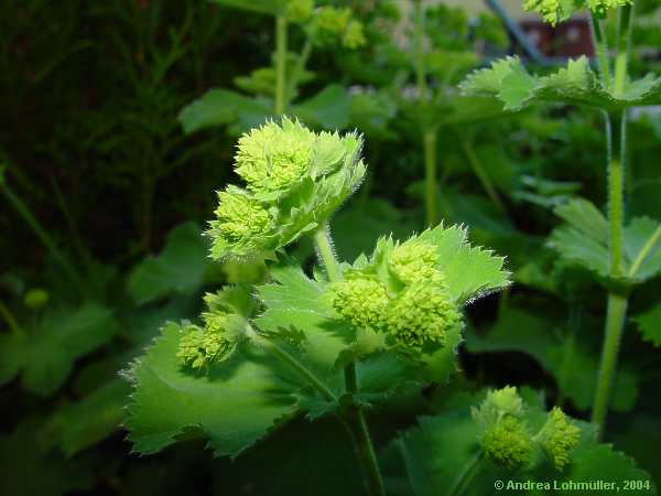 Alchemilla vulgaris