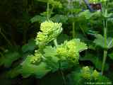 Alchemilla vulgaris
