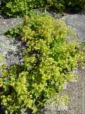 Alchemilla vulgaris