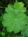 Alchemilla vulgaris