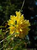 Kerria japonica