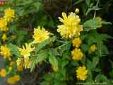 Kerria japonica