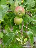 Malus