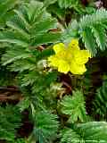 Potentilla anserina