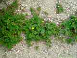 Potentilla anserina