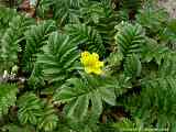 Potentilla anserina