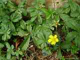 Potentilla reptans