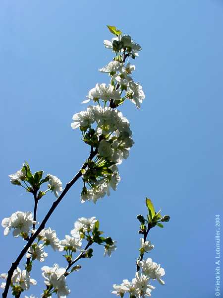 Prunus avium