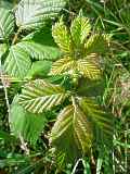 Rubus fruticosus