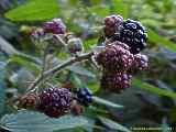 Rubus fruticosus