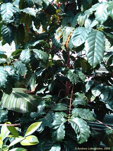 Coffea arabica