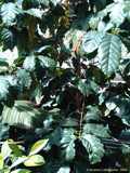 Coffea arabica