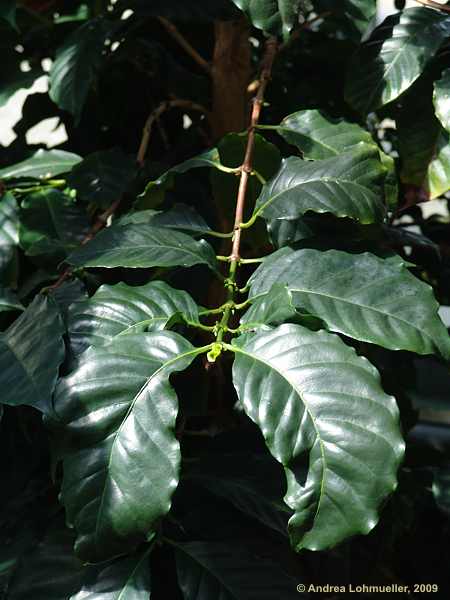 Coffea arabica