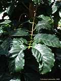 Coffea arabica