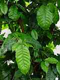 Coffea arabica