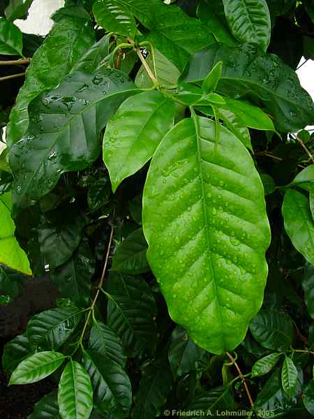 Coffea arabica