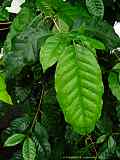 Coffea arabica