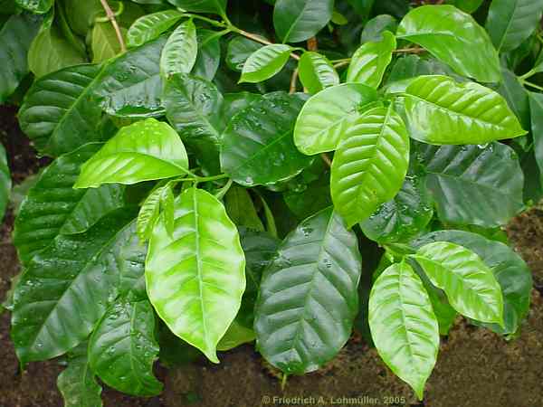 Coffea arabica