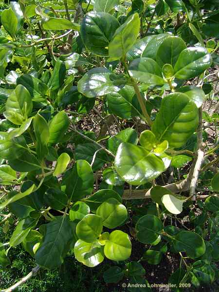 Coprosma baueri