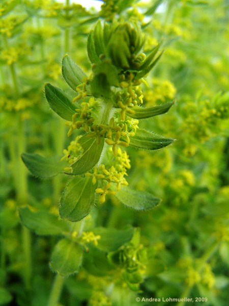 Cruciata laevipes