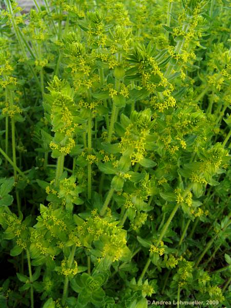 Cruciata laevipes