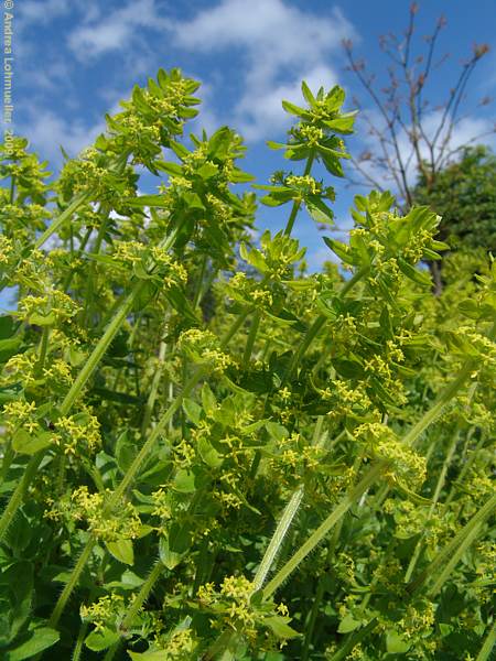 Cruciata laevipes