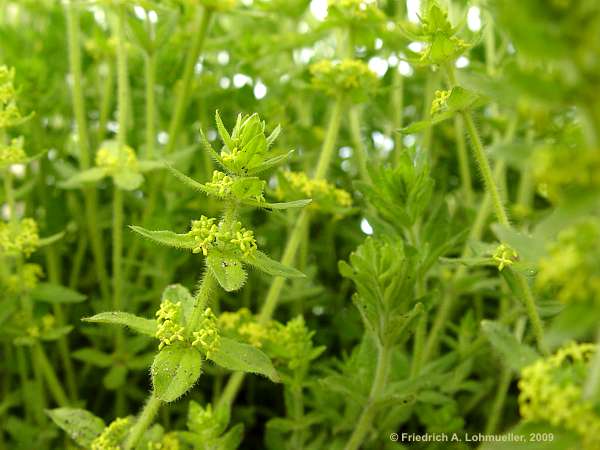 Cruciata laevipes