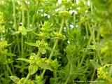 Cruciata laevipes