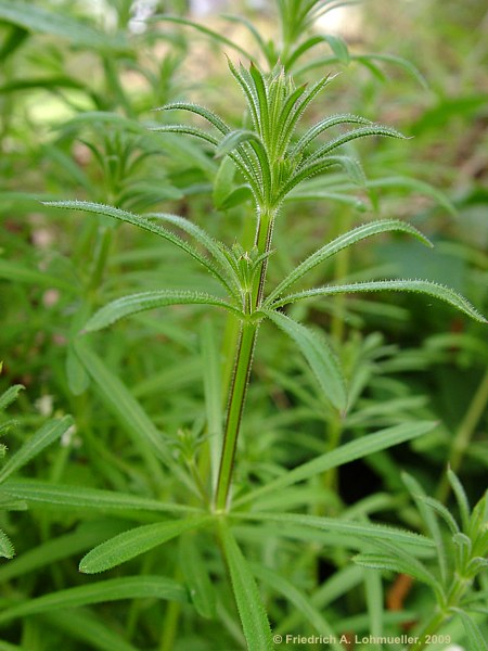 Galium aparine