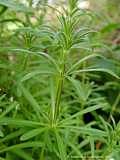 Galium aparine