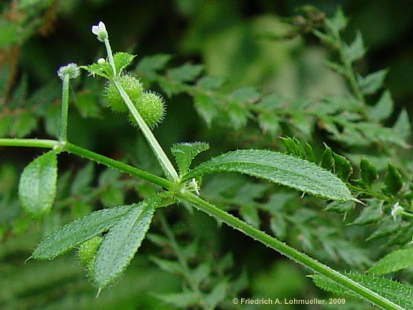 Galium aparine