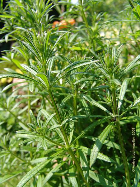 Galium aparine