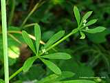 Galium aparine