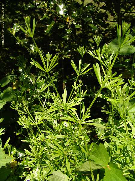 Galium aparine