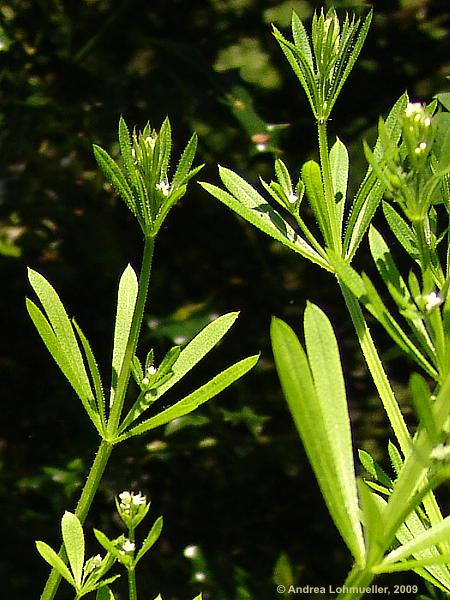 Galium aparine