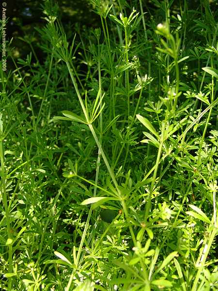 Galium aparine