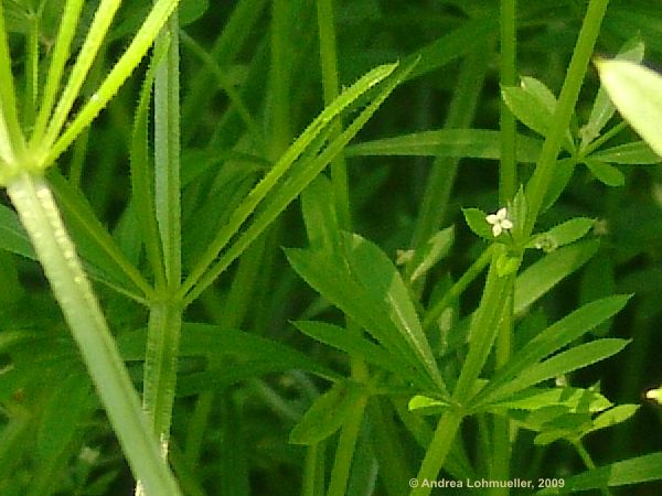 Galium aparine