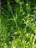 Galium aparine