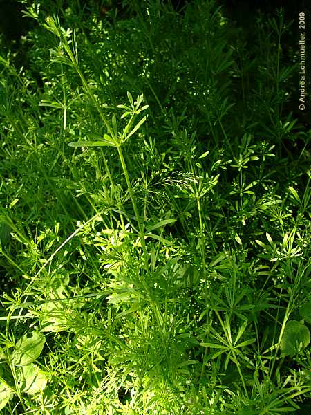 Galium aparine