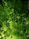 Galium aparine